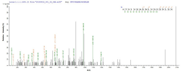 Butyrate--acetoacetate CoA-transferase subunit A (ctfA), Clostridium acetobutylicum, recombinant