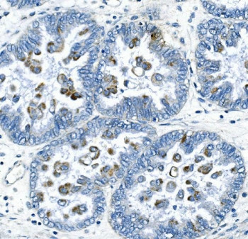 Anti-Cyclin B2 / CCNB2