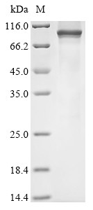 Transient receptor potential cation channel subfamily V member 2 (Trpv2), rat, recombinant