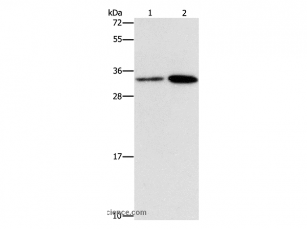 Anti-CDC34