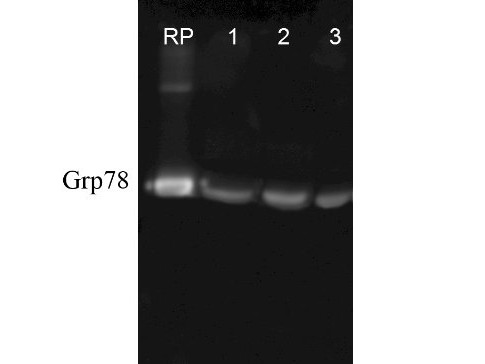 Anti-GRP78