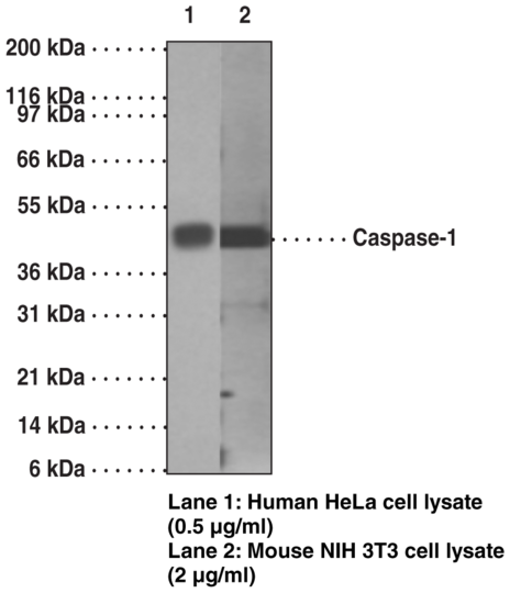 Anti-Caspase-1 (Clone 14F468)