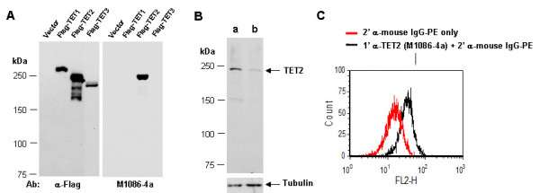 Anti-TET2 (N2)