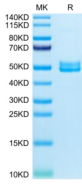Mouse BST2 Protein