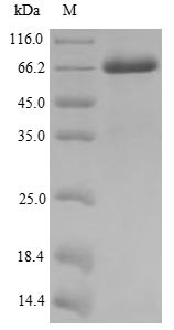 Melanoma-associated antigen 10 (MAGEA10), human, recombinant