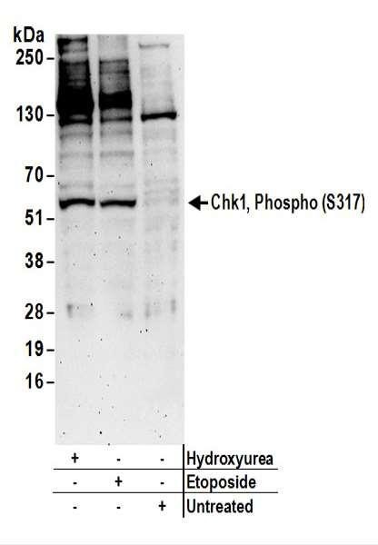 Anti-phospho-Chk1 (Ser317)
