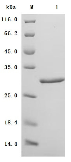 Myosin regulatory light chain 12B (MYL12B) (Active), human, recombinant