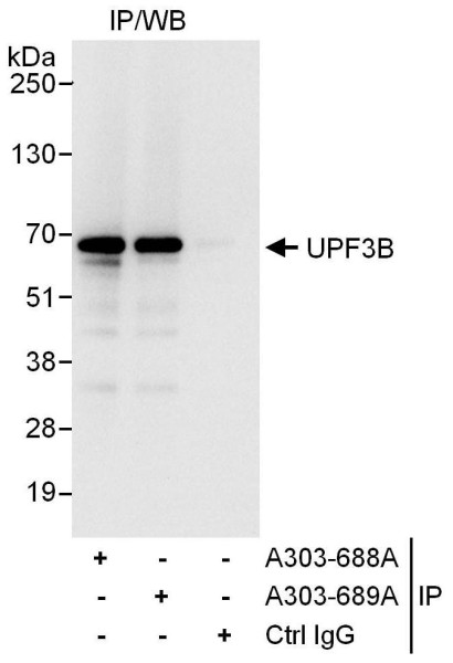 Anti-UPF3B