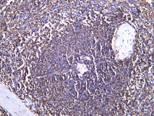 Anti-Recombinant CD32, clone C712607