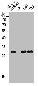 Anti-Phospho-ATF1 (S63)