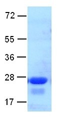 Arf6 delta12 Q67L mutant (ADP-ribosylation factor 6), human, recombinant, His6-tag [E. coli]