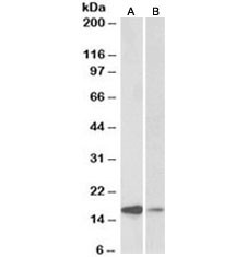 Anti-Alpha-Synuclein