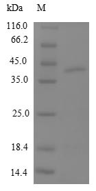 39S ribosomal protein L12, mitochondrial (MRPL12), human, recombinant