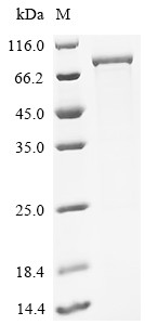 CTP synthase 1 (Ctps1), mouse, recombinant