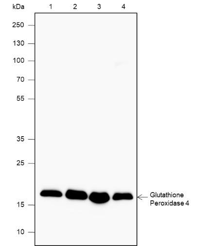 Anti-Recombinant Glutathione Peroxidase 4, clone A587