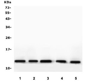 Anti-Thioredoxin 2 / TXN2