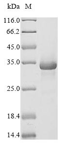 Complement C1q tumor necrosis factor-related protein 3 (C1qtnf3), mouse, recombinant