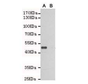 Anti-TLR3, clone 2F10-B8-G9