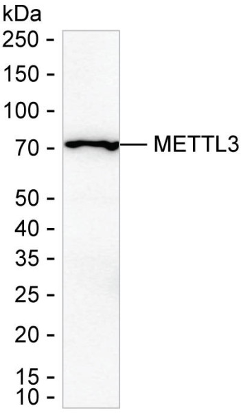 Anti-METTL3