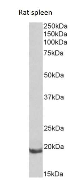 Anti-Bcl 2A1