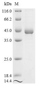 Nuclear receptor subfamily 2 group F member 6 (NR2F6), human, recombinant