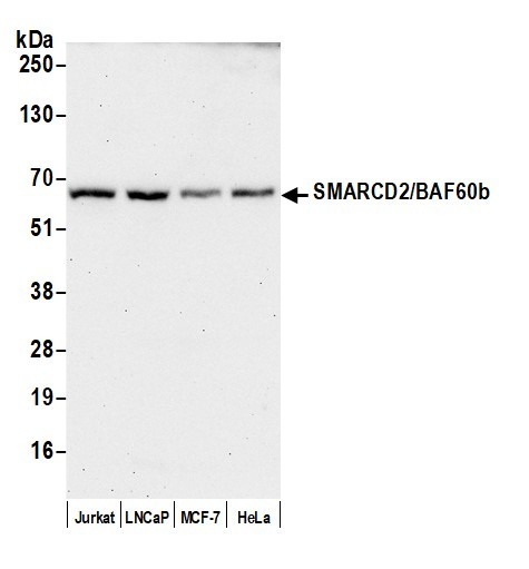 Anti-SMARCD2/BAF60b