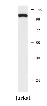 Anti-PIK3CB / p110 beta
