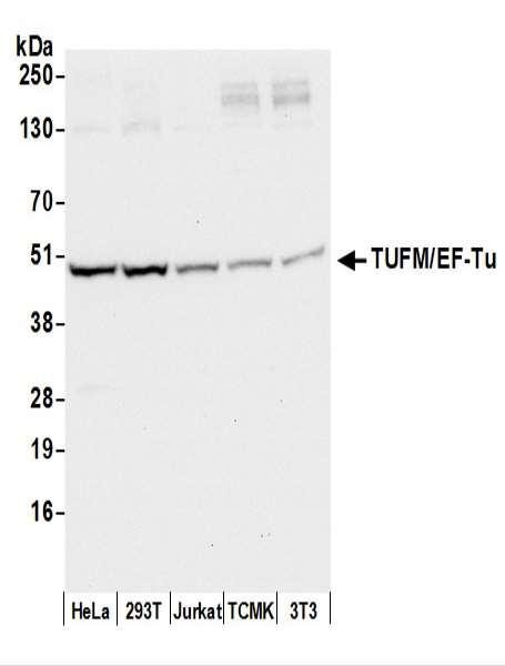 Anti-TUFM/EF-Tu