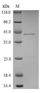 Hepatoma-derived growth factor (Hdgf), mouse, recombinant