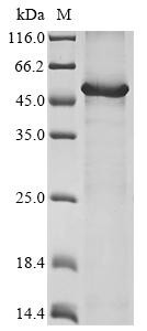 Hyaluronidase PH-20 (SPAM1), recombinant human