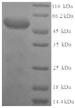Syndecan-1 (Sdc1), partial, rat, recombinant