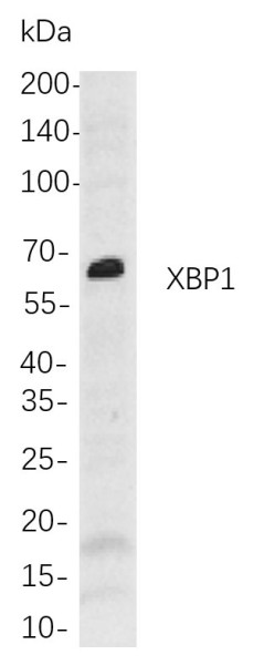 Anti-Recombinant XBP1, clone 12B12
