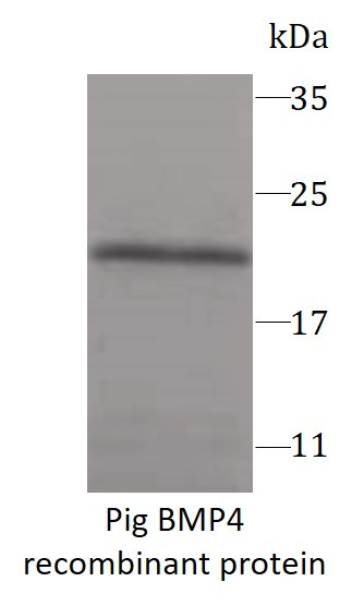Pig BMP4 recombinant protein (His-tagged)