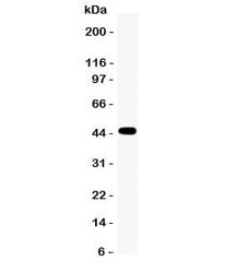 Anti-GJC1 (Connexin 45)