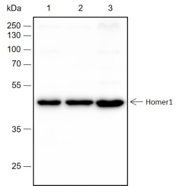 Anti-Recombinant Homer1, clone A255