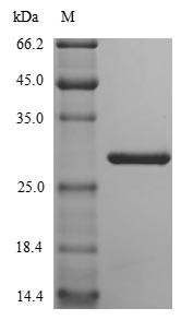 Nidogen-1 (Nid1), partial, mouse, recombinant