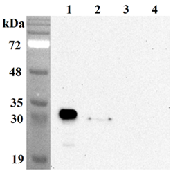 Anti-NQO1 (human), clone Skiny-1