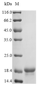 Copper metallothionein 1-1 (CUP1-1), Saccharomyces cerevisiae, recombinant
