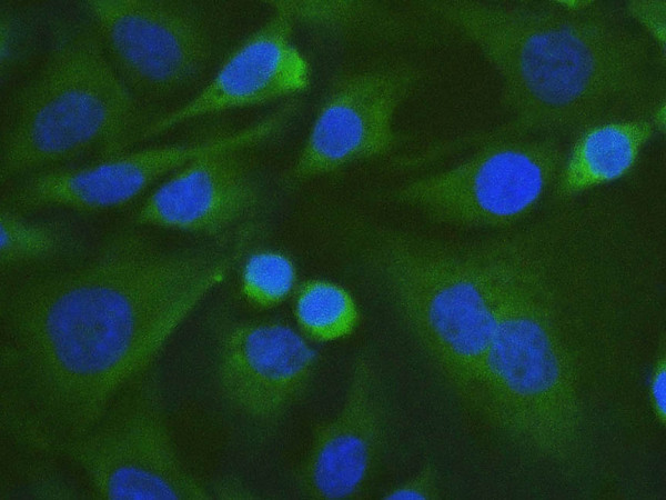 Anti-Elab Fluor(R) 488-conjugated Vinculin, clone 4D4