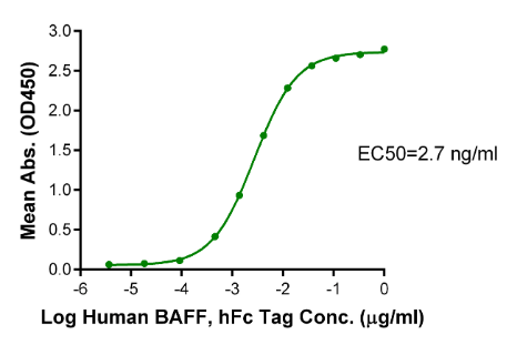 BAFFR/TNFRSF13C, His, Mouse