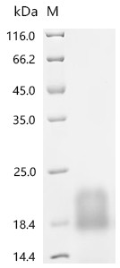 Myosin regulatory light chain 12A(MYL12A), recombinant human