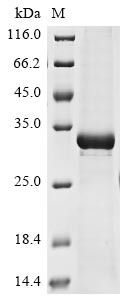 Non-structural protein 2a (2a), Bovine coronavirus, recombinant