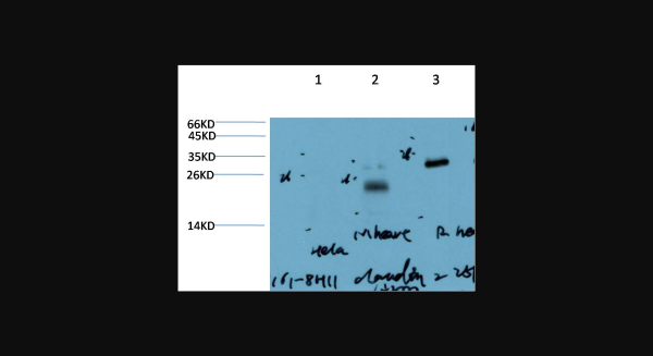 Anti-Claudin-2 (8H11), monoclonal