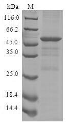 Cytokine-inducible SH2-containing protein (CISH), human, recombinant