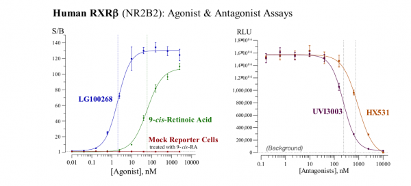 RXRbeta (human) Reporter Assay Kit