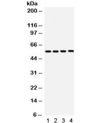 Anti-SMAD3