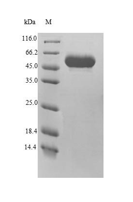 Multiple inositol polyphosphate phosphatase 1 (MINPP1), human, recombinant