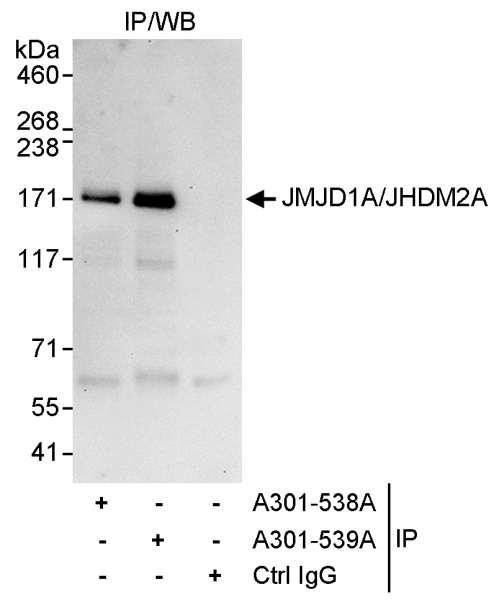 Anti-JMJD1A/JHDM2A