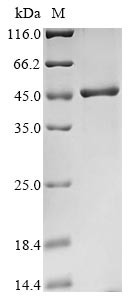 Poly (rC)-binding protein 2 (PCBP2), human, recombinant
