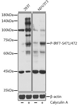 Anti-phospho-IRF7 (Ser471/472)
